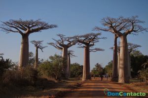 avenida de los Baobabs