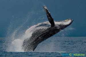 Avistamiento de ballenas en el rio negro 