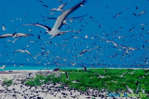 Bird Island