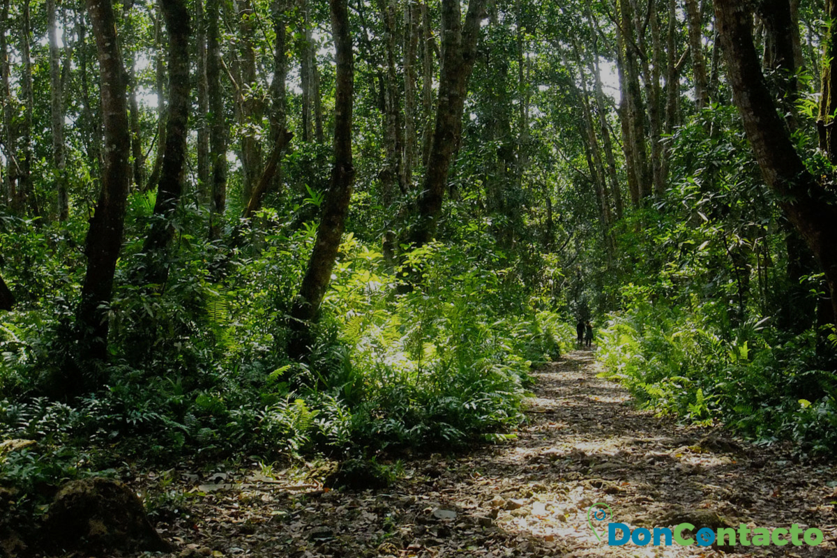 bosque tropical de Jozani.