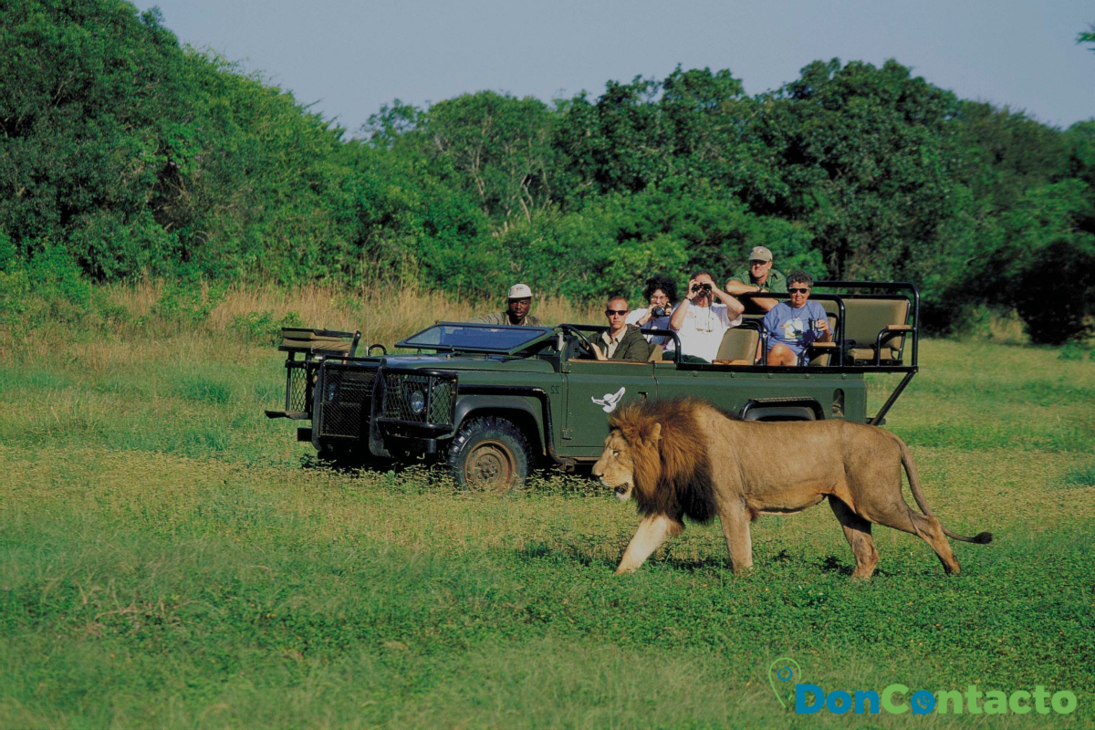 ¿Cómo hacer un safari por Sudáfrica? 