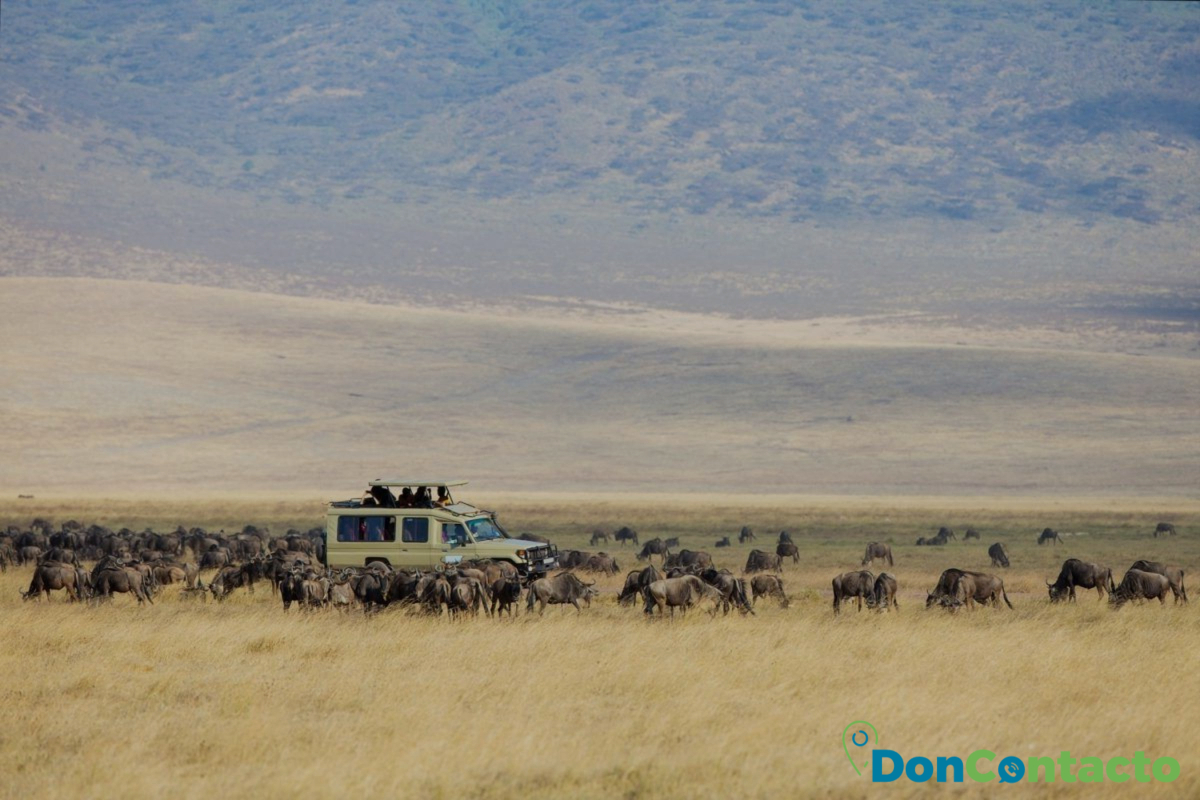 Safari en Tanzania