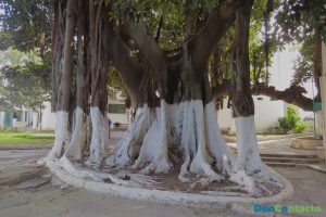  árbol de baniano.